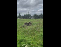 Black Llama lay down and scratches body on the grass