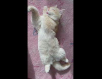 Orange kitten on pink rug grooms paw