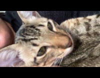 Collab PLC - Close up face of cat purr sound