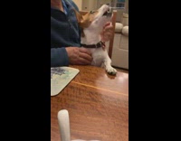 Brown white dog makes meowing noise ear