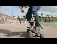 Guy rides black skateboard with dog 