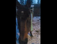 Horse gets excited from treats hits fence