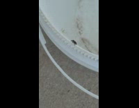 Small spider attacks small mantis on the bucket