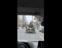 Large dinosaur statue pulled by pickup truck