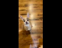 Brown dog disney character eyes girl laughs 