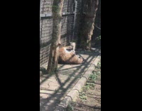 Lynx cat lay on the ground zoo