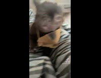 French bulldog wearing  a mask with teeth