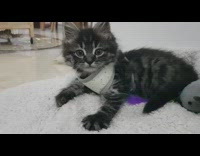 Black grey kitten cat kneads blanket chair