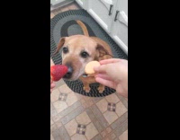 Brown dog sit chose biscuit over strawberry
