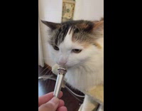 cat gives small hiss into tiny microphone