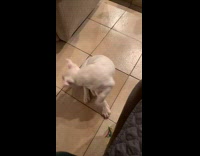 Pet dog sits and chases its own tail on the floor