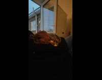 Squirrel on lap of guy eat cracker