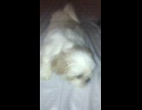 white puppy on white bed linens