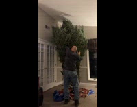 Family bought huge Christmas tree 