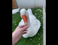 White goose falls asleep beak on finger