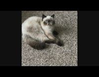 White brown cat moves head to song