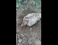 Chicken digs and bathe on the ground dirt