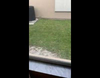 Guy pull window blinds lizard jump down