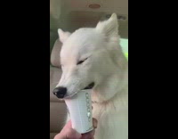 White dog eats puppuccino whipped cream car 