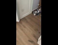 Black white dog under grey couch 