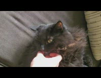 Guy pets black cat makes loud noise