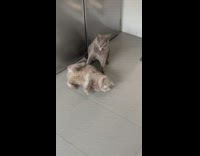 2 cats play in front of fridge 