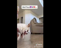White dog tries to bite hands held 