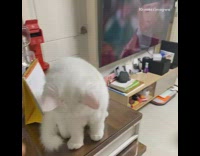 Girl pets white cat on wood dresser 