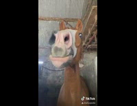 Brown horse in stable mouth shaking