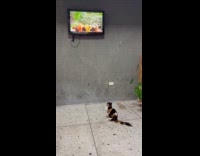 Cat sits on floor loves watch tv