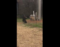 Dog poses for photo outside 