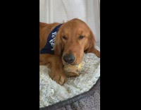 Golden retriever licks into jar of peanut butter and gets tongue to the bottom