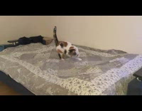 Cat spin around chase string attached on tail