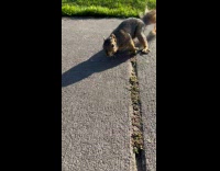 Dizzy wild squirrel on the golf course