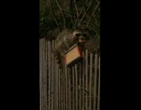 Raccoon climb over fence take pizza box