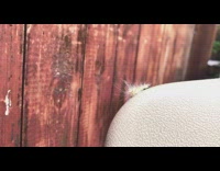 White prickly caterpillar climbing on chair outside backyard close up