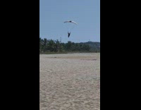 Person on parasail has bad landing on beach