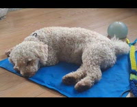 Dog lie down asleep wag its tail