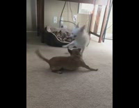 white dog and brown dog play fighting and knock down router 