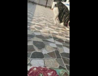 French bulldog hyper run on balcony slow motion