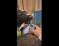Black dog emotional support assistant animal in hospital with owner