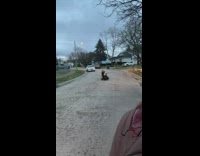 A girl and her dog on a black go kart