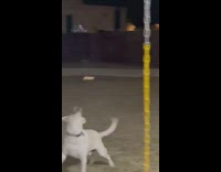 Dog chase treat attached to drone backyard