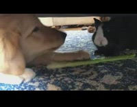 Dog and rabbit eat celery together