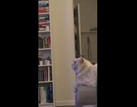 Cat on couch meows at lion on tv 
