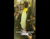Penguin costume guy rides train pt. 2