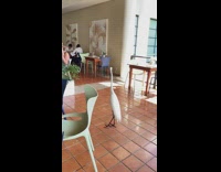 White swan bird wandering in restaurant