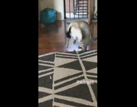 Cat panda costume flops on floor