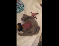 Black scrunchie girl pets grey cat 