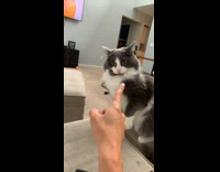 Collab Clips mpugc - Rude cat slaps owners hand
